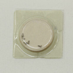 AS 2066 PART 2557 Datumscheibe Datumanzeiger Date Dial Disc AS 2064 Werkschraube AS "Adolph Schild S.A."