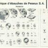 PESEUX WATCH PARTS 7001, 7000, 7060, 7040, 7020, 140, 170, 180, 320, 330, 340 PESEUX nicht zutreffend